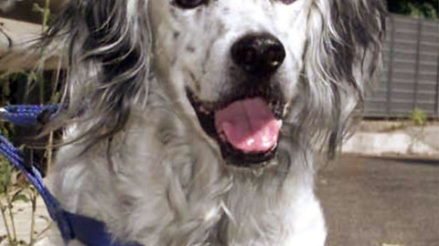 Alto Adige prepara banca dati dna cani – ANSA.it