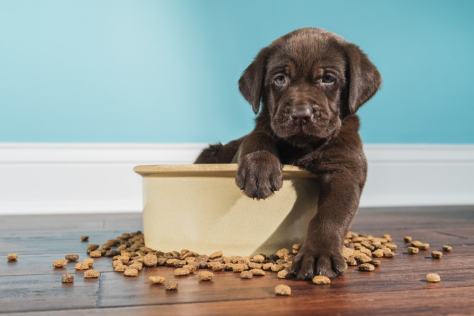 Ecco come pulire la ciotola del cane – Stile.it