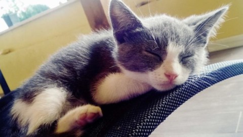 Come scegliere una cuccia per gatti – Informare Sicilia
