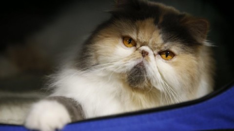 Cosa pensano gli animali negli ultimi momenti prima di morire – NanoPress