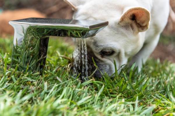 cuccia cane5