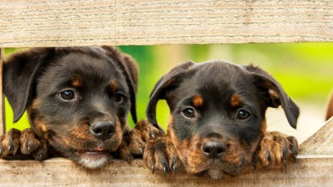 Torna la “Festa del Cane” di Genova – GenovaToday
