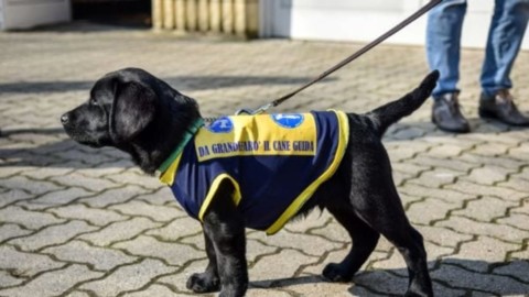 Alla Fira arriva la scuola di cani guida per non vedenti – RavennaToday