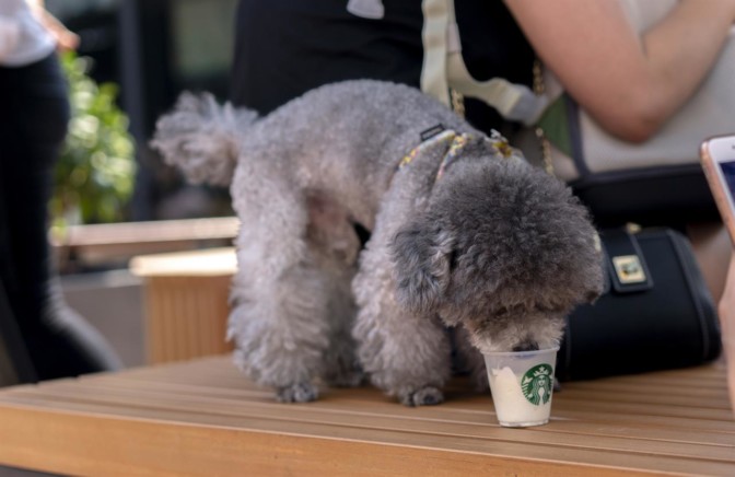 Starbucks? No, il problema sono i padroni dei cani – Vita