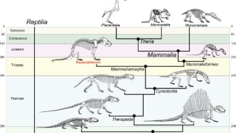 Evoluzione da rettili a mammiferi, dai fossili la risposta – Scienzenotizie.it (Comunicati Stampa) (Blog)