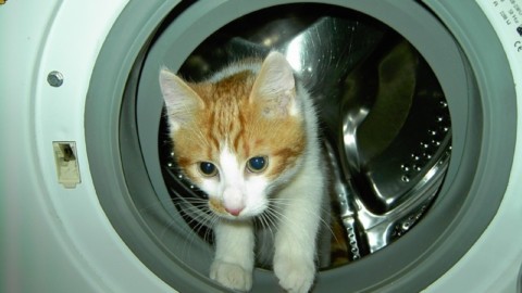 Ho smarrito il gatto: ecco dove cercarlo – tio.ch