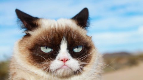 Questo gatto non è arrabbiato – tio.ch