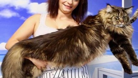 Barivel: è lombardo il gatto più lungo del mondo – Affaritaliani.it