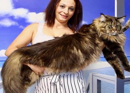 Barivel: è lombardo il gatto più lungo del mondo – Affaritaliani.it