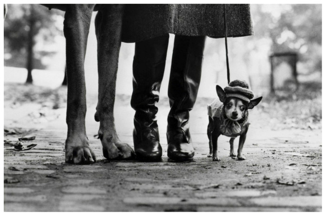 Come noi ma con più capelli: a Treviso le foto dei cani di Erwitt – Il Sole 24 ORE