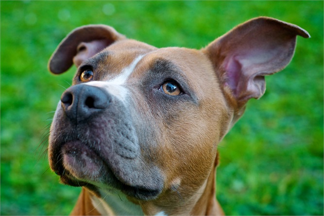 Che cosa sta cercando di dirti il tuo cane