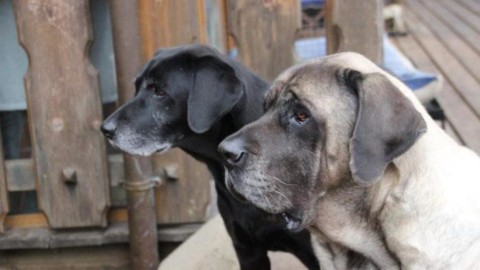 Cure e amore, nasce primo hospice per cani in lutto – ANSA.it