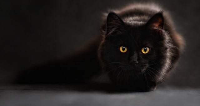A Vaprio d'Adda il paradiso degli amanti dei felini: il Festival dei gatti – Milano Weekend