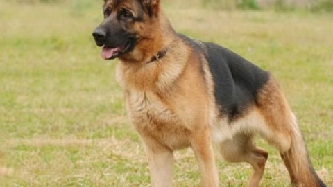 Latina, sbranato da un cane: muore 60enne – L'Unione Sarda
