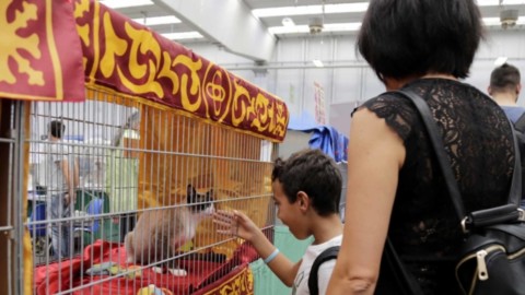 I gatti più belli alle Fiere di Reggio Emilia. FOTO & VIDEO – Reggionline