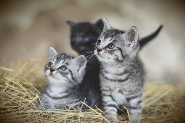 Gatti vietati in un paese della Nuova Zelanda per proteggere la … – Scienze Fanpage
