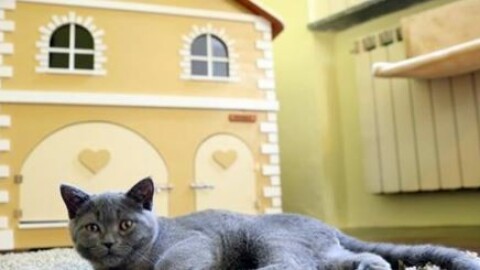 Hotel a 5 stelle per gli Aristogatti a Pavia: suite a due piani, servizio … – Il Messaggero