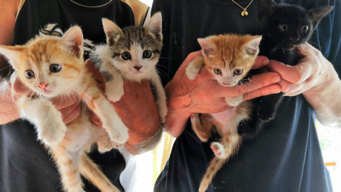 Tanti, troppi gatti randagi: il rifugio di Villanova apre le porte per … – ForlìToday