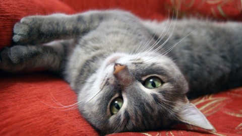 Come capire il comportamento e linguaggio dei gatti – ViralPop