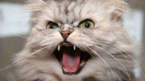 Ecco i modi in cui il vostro gatto comunica con voi – www.amoreaquattrozampe.it (Blog)