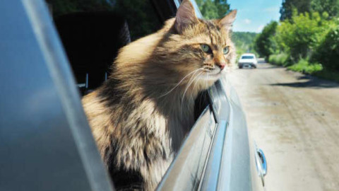 Come portare il proprio gatto in vacanza – Corriere Salentino