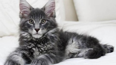 Come avere una casa a misura di gatto – Il Legno Storto