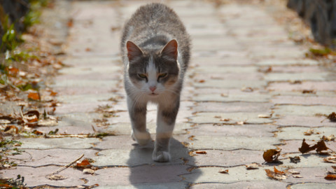 Come prendersi cura dei gatti randagi rispettando la loro natura – Velvet Pets