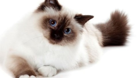 Gatto Sacro di Birmania, uno dei gatti più belli al mondo – Moondo (Blog)