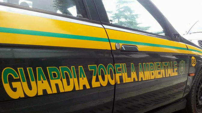 Mogliano Veneto, in arrivo le guardie eco-zoofile – Treviso Today – TrevisoToday