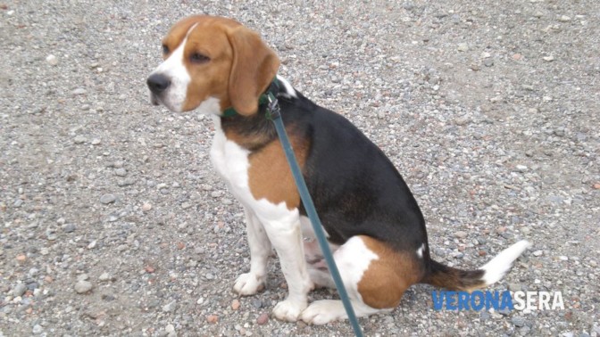 Cane Sicuro. Allo Stadio scattano i controlli sui microchip per 27 … – Verona Sera
