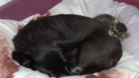 A Mogliano arrivano le guardie anti-maltrattamento degli animali – la tribuna di Treviso