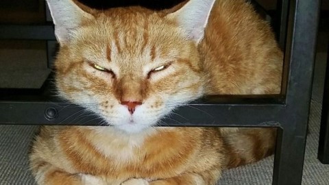 Migliaia di like sul web per i nostri “A-mici”: ora votate i gatti finalisti – la tribuna di Treviso