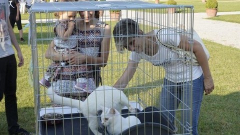 Gatti in mostra a palazzo Te. Tre eventi per 600 visitatori – Gazzetta di Mantova