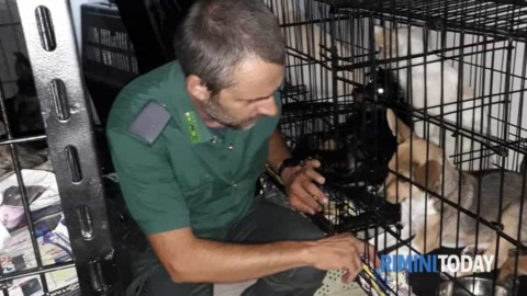 Traffico di animali in A14, scovato un carico con 40 cuccioli – RiminiToday