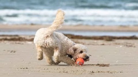 Cani in spiaggia, migliaia di multati: la Sardegna tra le regioni più … – L'Unione Sarda