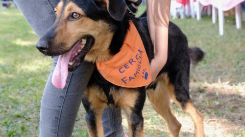 Cane Fantasia a Legnano, la PAL lancia l'allarme: “Triplicati gli … – LegnanoNews