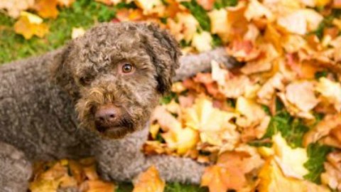 Cane da tartufo: razze di cani ideali – www.amoreaquattrozampe.it (Blog)