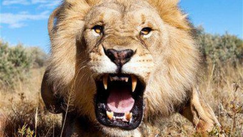 Animali più pericolosi, la Top 10: ci sono leone, squalo e qualche … – www.amoreaquattrozampe.it (Blog)