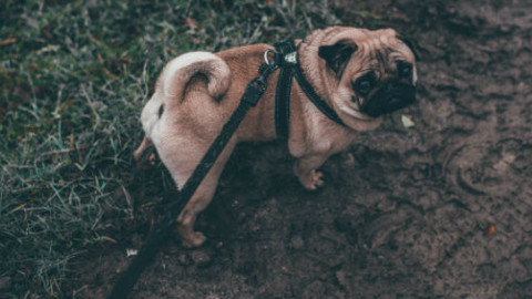 Cane: 6 modi per ritrovarlo quando si perde – GreenStyle