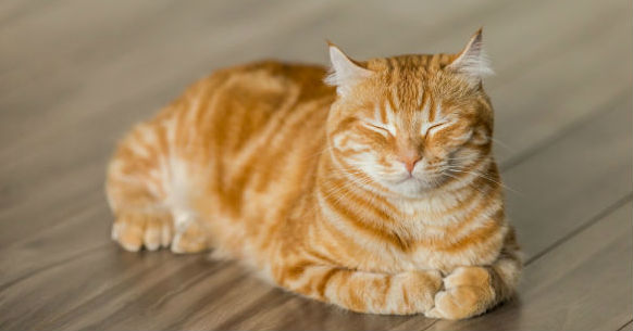 Gatto