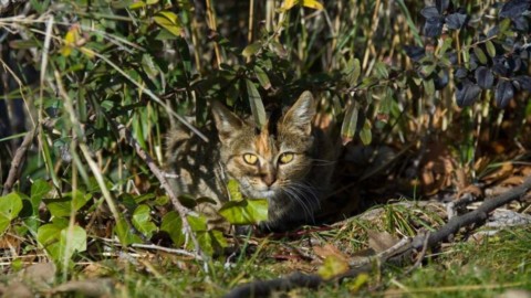 Omaui, il villaggio che non vuole più i gatti (per proteggere le altre … – SiViaggia