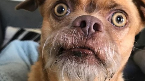 Bacon the Dog, il cane più preoccupato di Instagram [GALLERY] – MondoFox