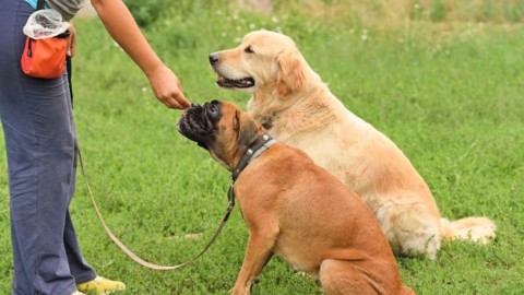 Riparte il corso per proprietari di cani – tgvercelli.it (Comunicati Stampa) (Blog)