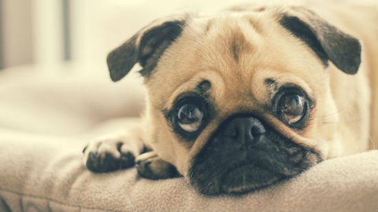 Cani e convulsioni: riconoscere i sintomi – GreenStyle