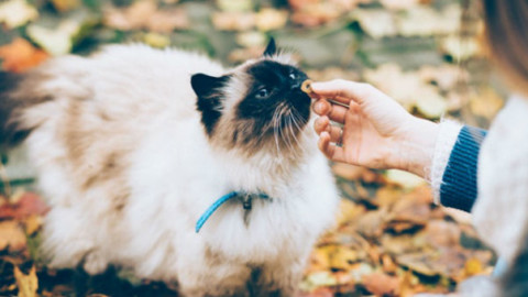 I gatti identificano i proprietari come grandi felini – GreenStyle