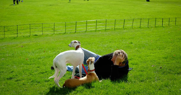 Cani al parco