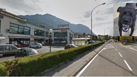 Un pitbull scappa di casa e sbrana due cani in strada … – il Dolomiti
