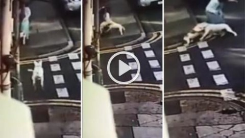 Pitbull attacca cane e la sua padrona: la scena drammatica in una … – Corriere TV