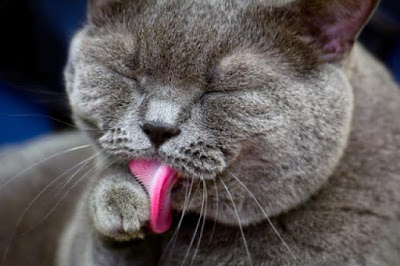 Il prurito nel gatto