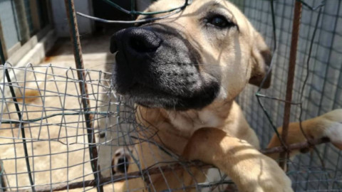 Il rifugio del cane sfrattato dal Comune, su change.org lanciata una … – BlogSicilia.it